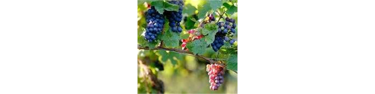 Il Pinot Nero: Un Vitigno Nobile e Sfuggente
Il Pinot Nero (conosciuto anche come Pinot Noir in Francia, Spätburgunder in Germania e Blauburgunder in Austria) è uno dei vitigni a bacca nera più antichi e nobili al mondo, universalmente riconosciuto per l