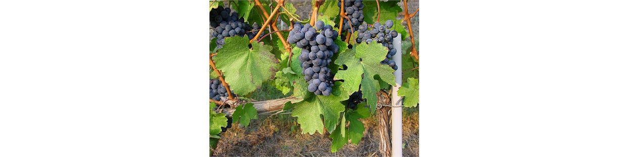 Il Barbera è uno dei vitigni a bacca nera più importanti e diffusi in Italia, in particolare in Piemonte, sua regione d'origine. È un vitigno versatile, capace di dare vita a vini con stili molto diversi, dal più fresco e fruttato a quello più strutturat